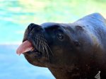 Zájezd do Marinelandu