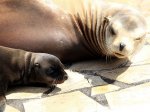 Zájezd do Marinelandu