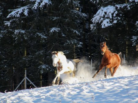 Šumava z koňském hřbetu